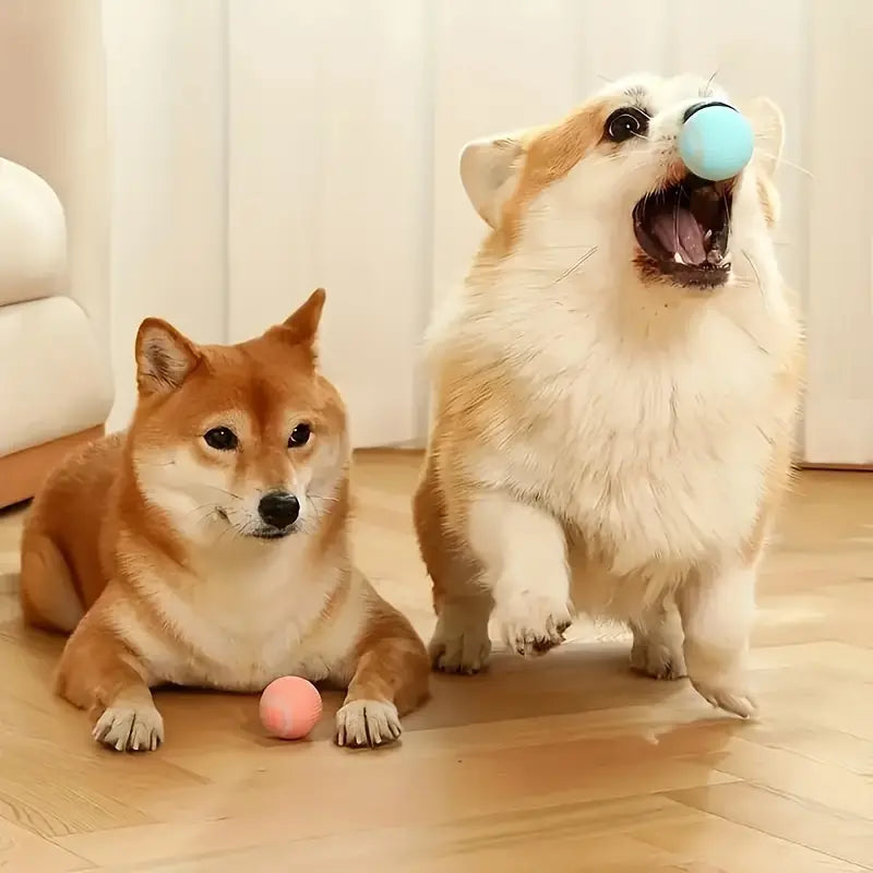 Pet Bounce-PELOTA para perros y🐶 gatos🐱